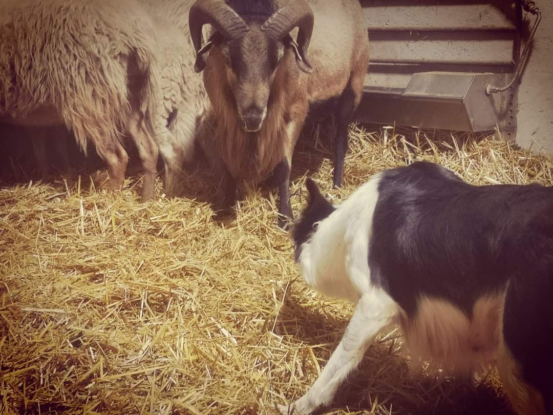 Las ovejas de la final han llegado a Dilar